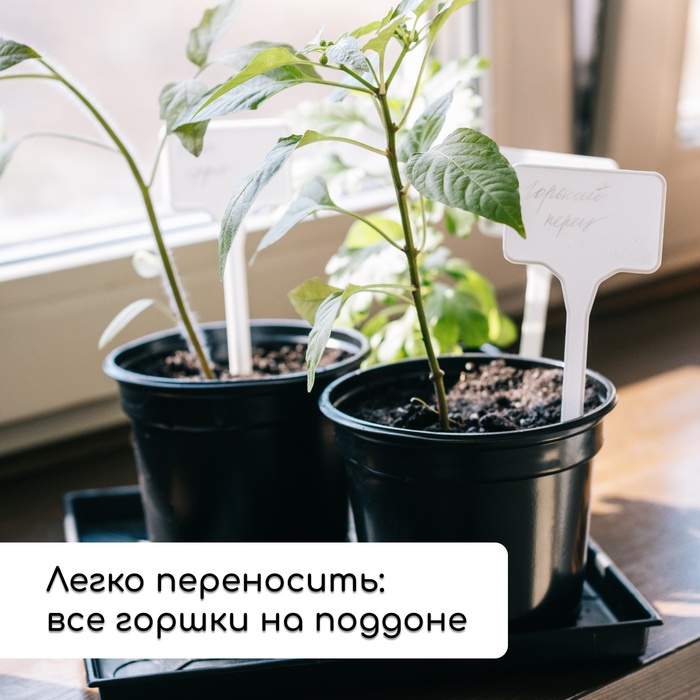 Набор для рассады: стаканы по 500 мл (8 шт.), поддон 40×30 см, чёрный, Greengo